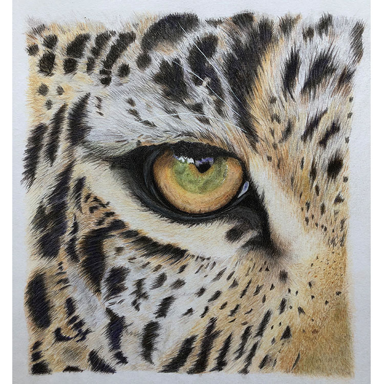 Zeichnung Leopardenauge
