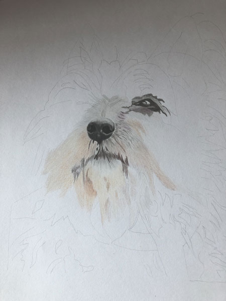 Zeichnung West-Highland-Terrier