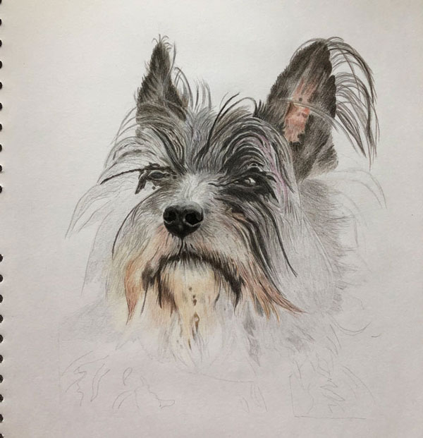 Zeichnung West-Highland-Terrier