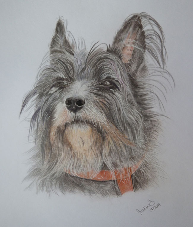 Zeichnung West-Highland-Terrier