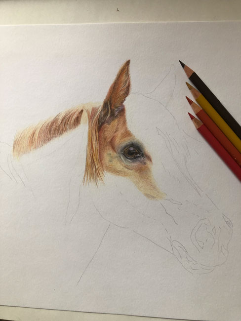 Zeichnung Pferd