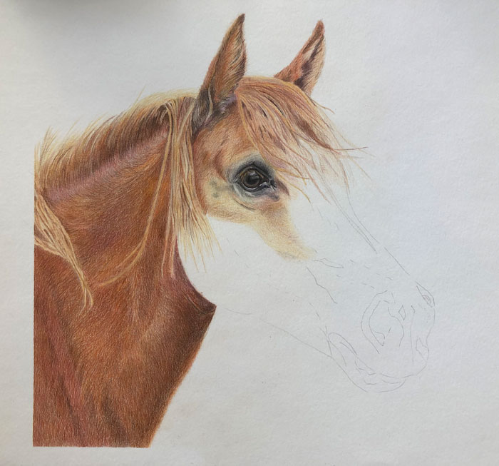Zeichnung Pferd