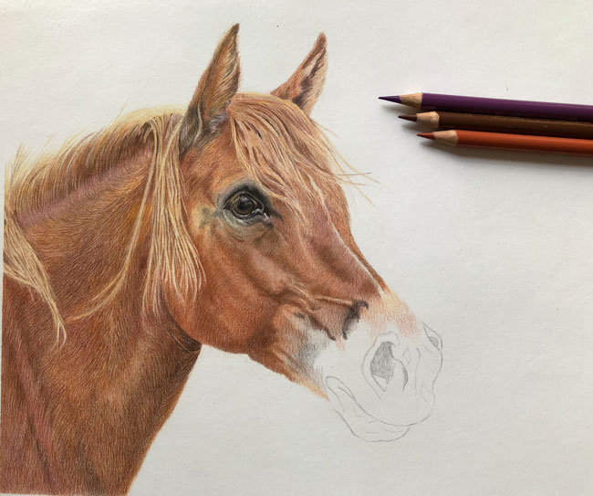 Zeichnung Pferd