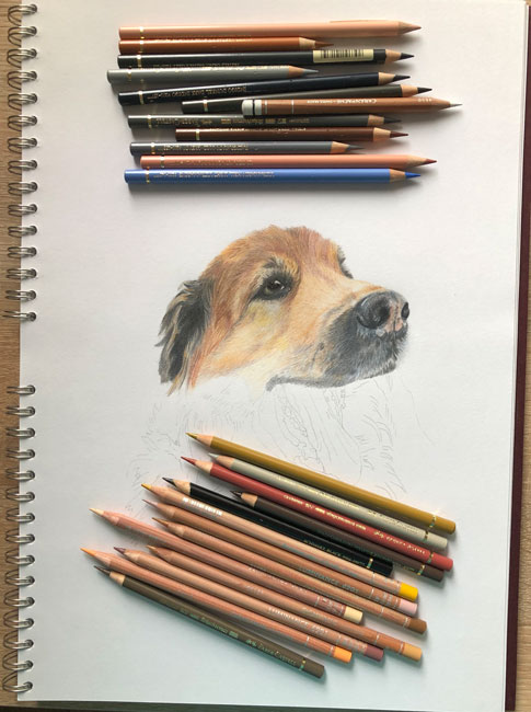 Zeichnung Leonberger