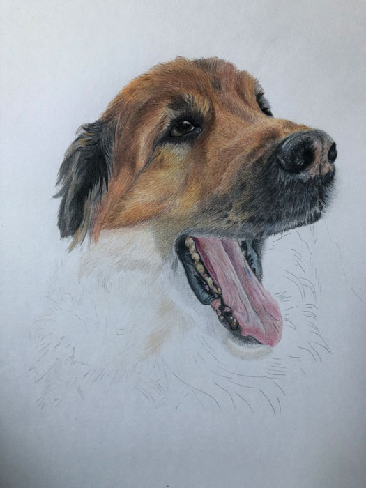 Zeichnung Leonberger