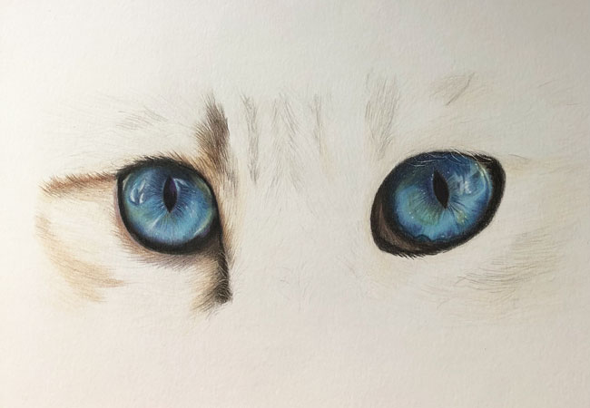 Zeichnung Blaue Katzenaugen