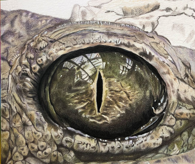 Zeichnung Krokodilauge