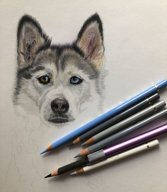 Zeichnung Husky