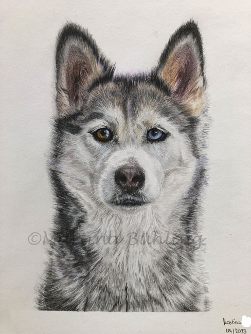 Zeichnung Husky